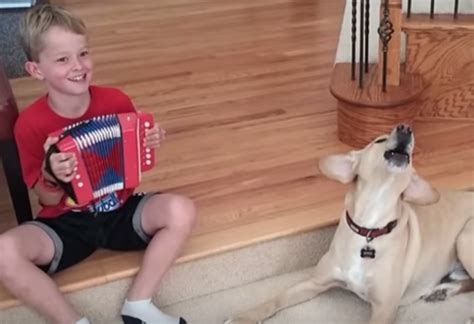 Everyone Knows Dogs Love Accordion Music Life With Dogs