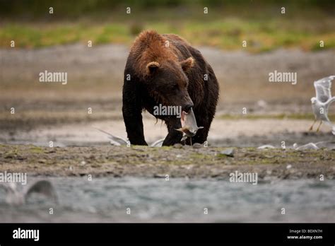 Grizzly Bear Eating Salmon In Geographic Bay Katmai National Park