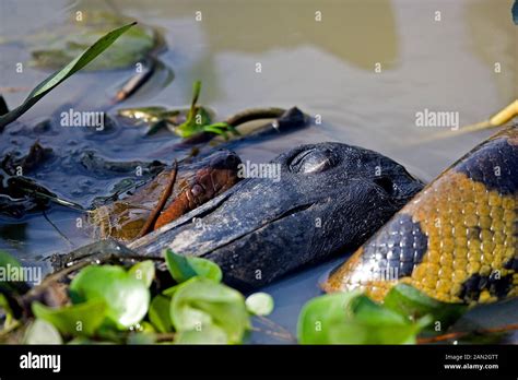 Anaconda Prey Hi Res Stock Photography And Images Alamy