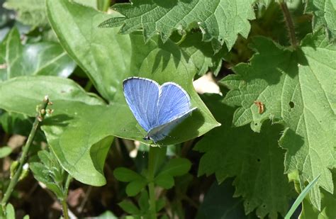 Brimstone And Holly Blue Harley Down Dorset Butterflies