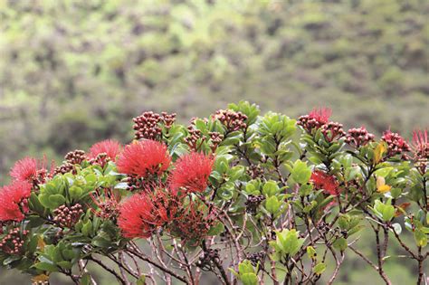 Study Restoration Of Forests With Active Rapid Ohia Death Infections