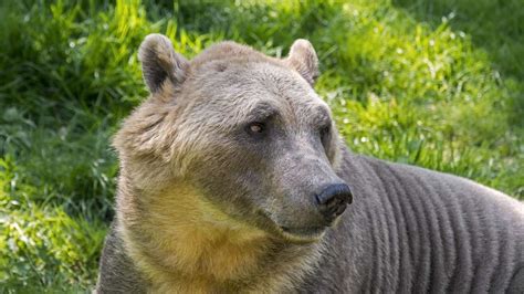 Pizzly Bears Hybrids Of Polar Bears And Grizzly Bears Spread In The