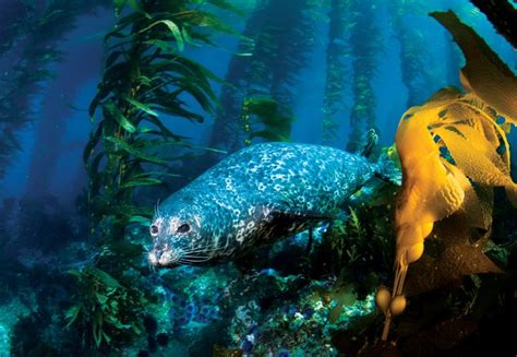 A Harbor Seal Glides Through A Kelp Forest Beneath The Pacific Waves In
