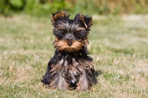 Yorkshire Terrier Facts You Didnt Know Mystart