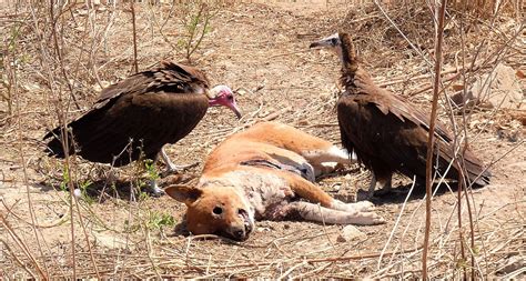 As Guinea Bissau Records Mass Vulture Deaths Poisoning Is Main Suspect