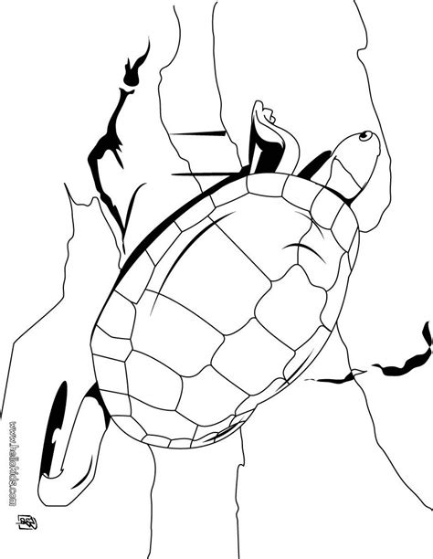 Tortoise For Coloring Clipart Best