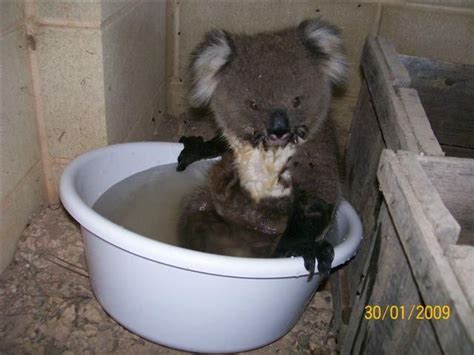 Funny Koala Bear Photos 2011 Funny Animals