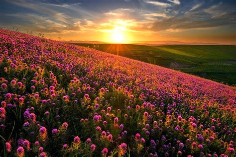 Nature Landscape Sunset Flowers Hill Field Spring Wildflowers