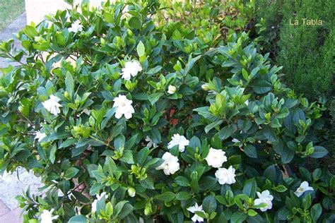 Gardenias Gardenia Jasminoides Ellis 1 2 Feet Tall Tropical Plantae