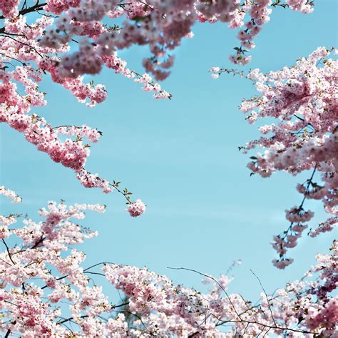 Pink Cherry Blossoms Against Blue Sky Digital Art By Lisbeth Hjort