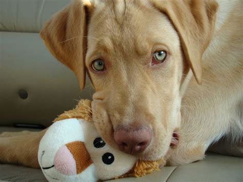 Red Nose Labs And Red Nose Pit On Pinterest Yellow Lab Puppies Lab