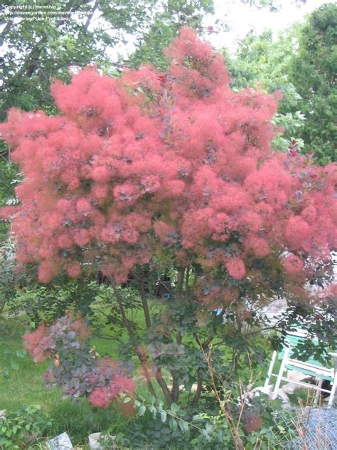 #smoke tree #smoke bush #urban landscape #trees #pdx #black and white photography hellebore onyx odyssey, sophistica blackberry petunia, smoke bush, queen of the night tulip. Pin by Karen Morgan on Garden | Smoke tree, Smoke bush ...