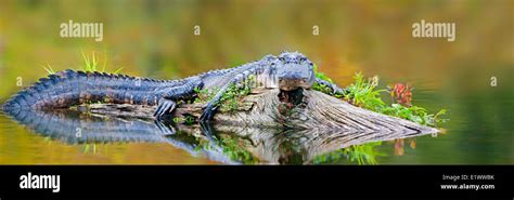 Basking American Alligator Alligator Mississippiensis Achafalaya