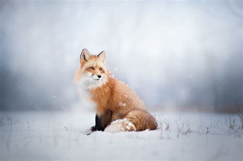 Fox Animals Snow Wallpapers Hd Desktop And Mobile
