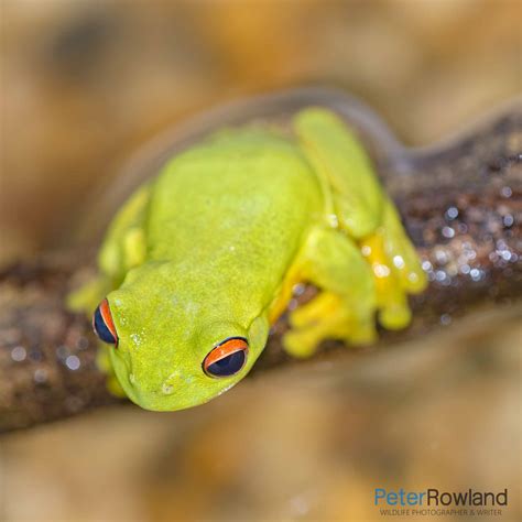 Dainty Green Tree Frog Peter Rowland Photographer And Writer