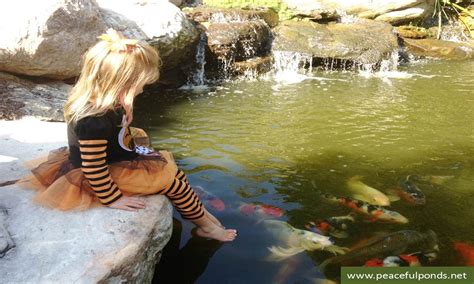 Koi Ponds Custom Water Feature Water Features Koi Pond