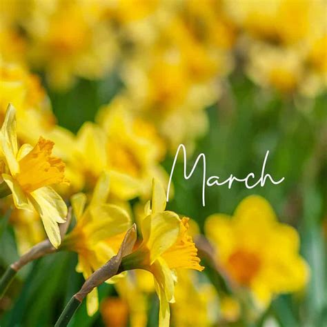 We've looked all over for your birth month flower, and ultimately turned to the farmer's almanac﻿ to determine which flowers are assigned to each month in the year. March Birth Flower: What is the Birth Flower for March ...