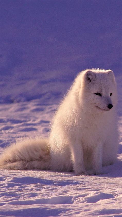 Baby Arctic Fox Wallpapers Top Những Hình Ảnh Đẹp