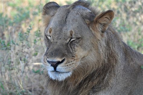 Lion In Chobe National Park Botswana