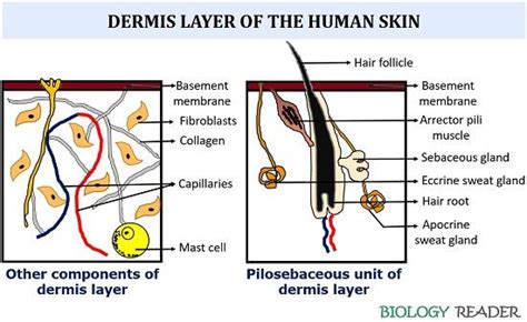 What Are The Human Skin Layers Anatomy Video Functions And Fun Facts
