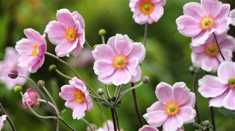 Anemone Flowers Planting Growing And Caring For Anemones