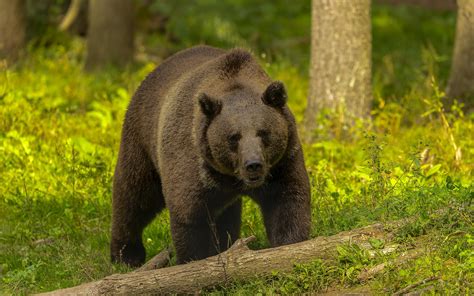 The Grizzly Bear Ursus Arctos Is North American Brown Bear G Fotocorsi