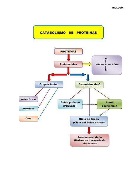 Catabolismo De Proteínas Tiroxina Med Udocz