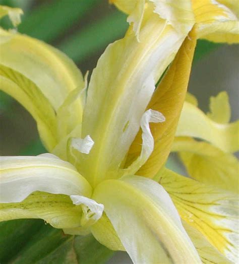 Yellow Iris Or Yellow Flag Iris Iris Pseudacorus 05 Wild Flowers