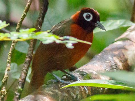 Chestnut Crested Antbird Ebird