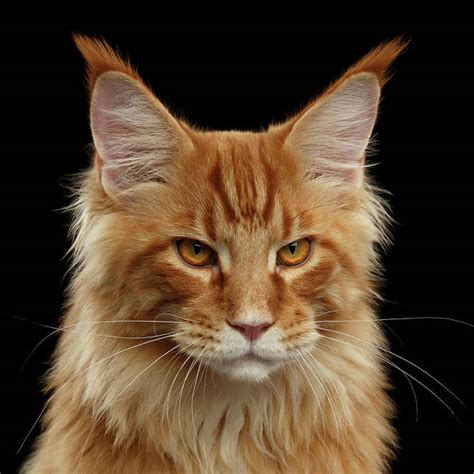 Angry Ginger Maine Coon Cat Gazing On Black Background Poster By Sergey