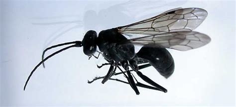 Small Black Wasp Auplopus Carbonarius Bugguidenet