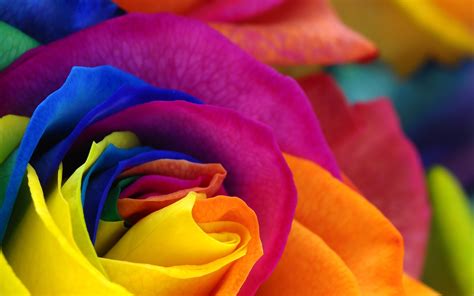 21 Colorful Wallpaper Flowers Pics