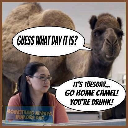 Thanksgiving day is the first national holiday of north american residents. Happy Camel Commercial - Hackettstown NJ