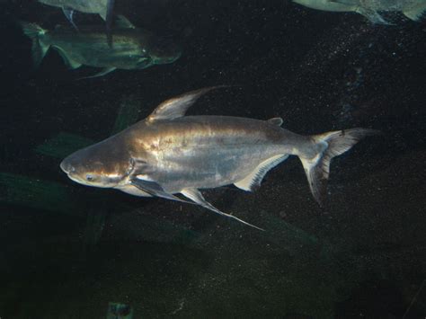 The Online Zoo Giant Pangasius