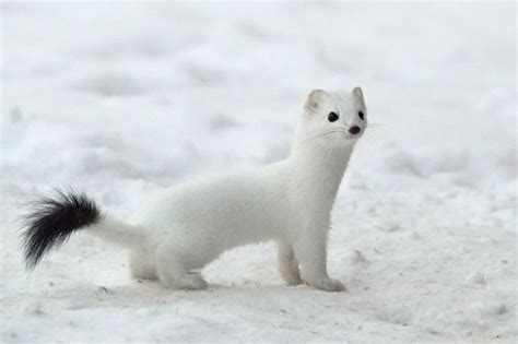 ️ Arctic Weasel ️ Cute Ferrets Cute Animals Animals Beautiful