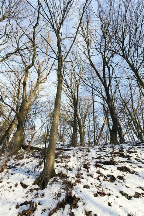 Deciduous Trees In Winter Stock Photo Image Of Natural 101597136
