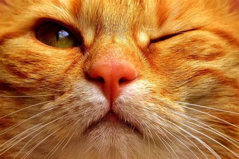 cat squinting one eye cloudy cat meme stock pictures and photos