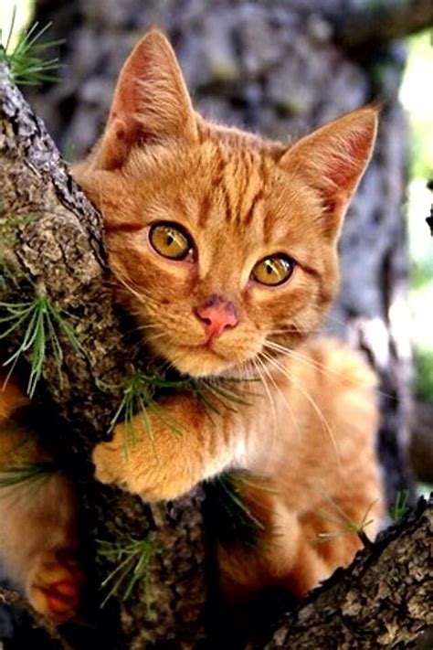 Beautiful Ginger Cat Adorables Pinterest Cat Kitty