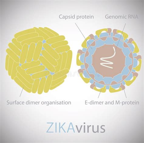 Structure Of Zika Virus Stock Vector Illustration Of Morphology 67141893