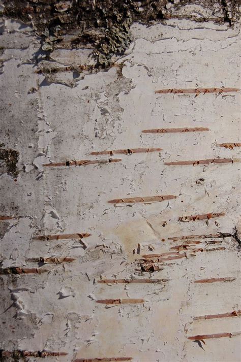 Birch Tree Bark Wallpaper