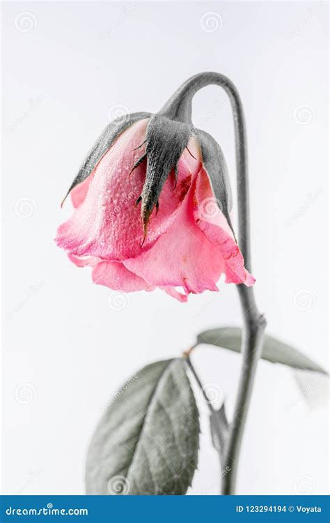 Withered Beautiful Pink Rose On White Background Stock Photo Image Of