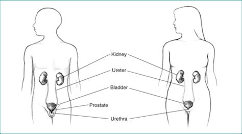 Start studying female private parts anatomy. Cystoscopy & Ureteroscopy | NIDDK