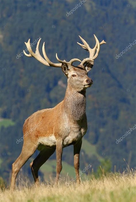 Majestic Deer Stock Photo By ©hlavkom 63575897
