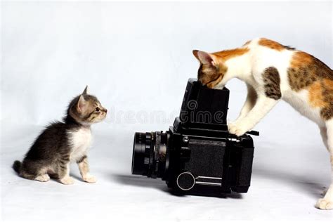 Cat Photographer Stock Photo Image Of Film Adult Shooting 27028594