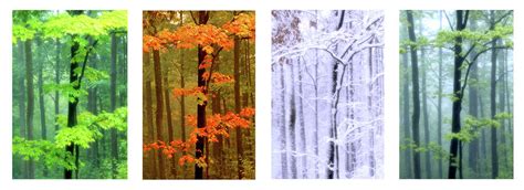 4 Seasons Maple Tree Photograph By Michael Goldman