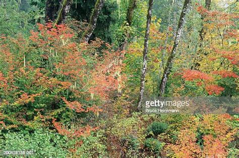 Red Alder Tree Photos And Premium High Res Pictures Getty Images