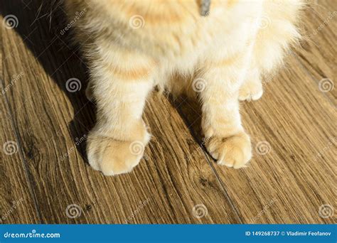 Cat Sprained Leg Recovery Time Cat Meme Stock Pictures And Photos