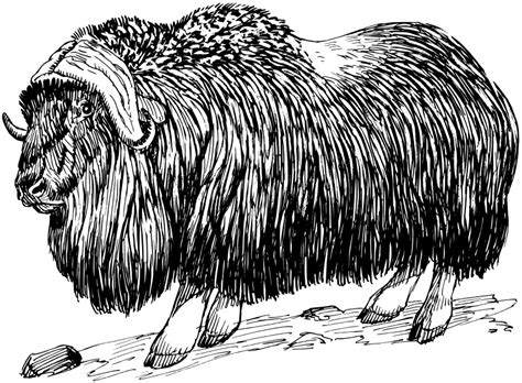 Musk Ox 100106 Free Svg Download 4 Vector