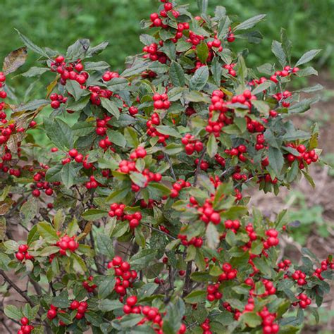 Winterberry Plant Southern Gentleman Winterberry Holly For Sale The
