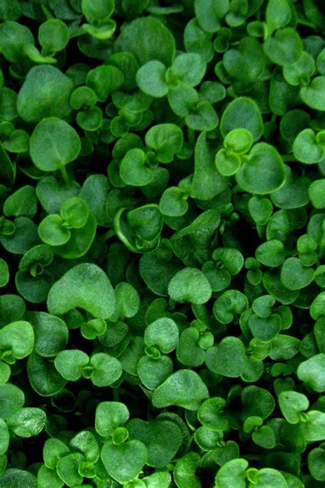 Best All Year Round Ground Cover Plants Ground Cover Good